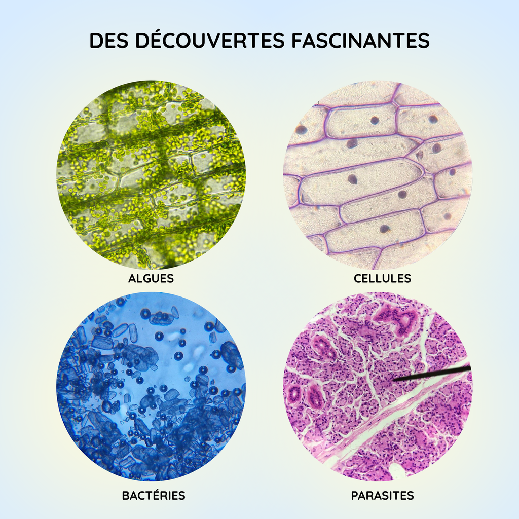 Microscope binoculaire HD – Explorer l’infiniment petit