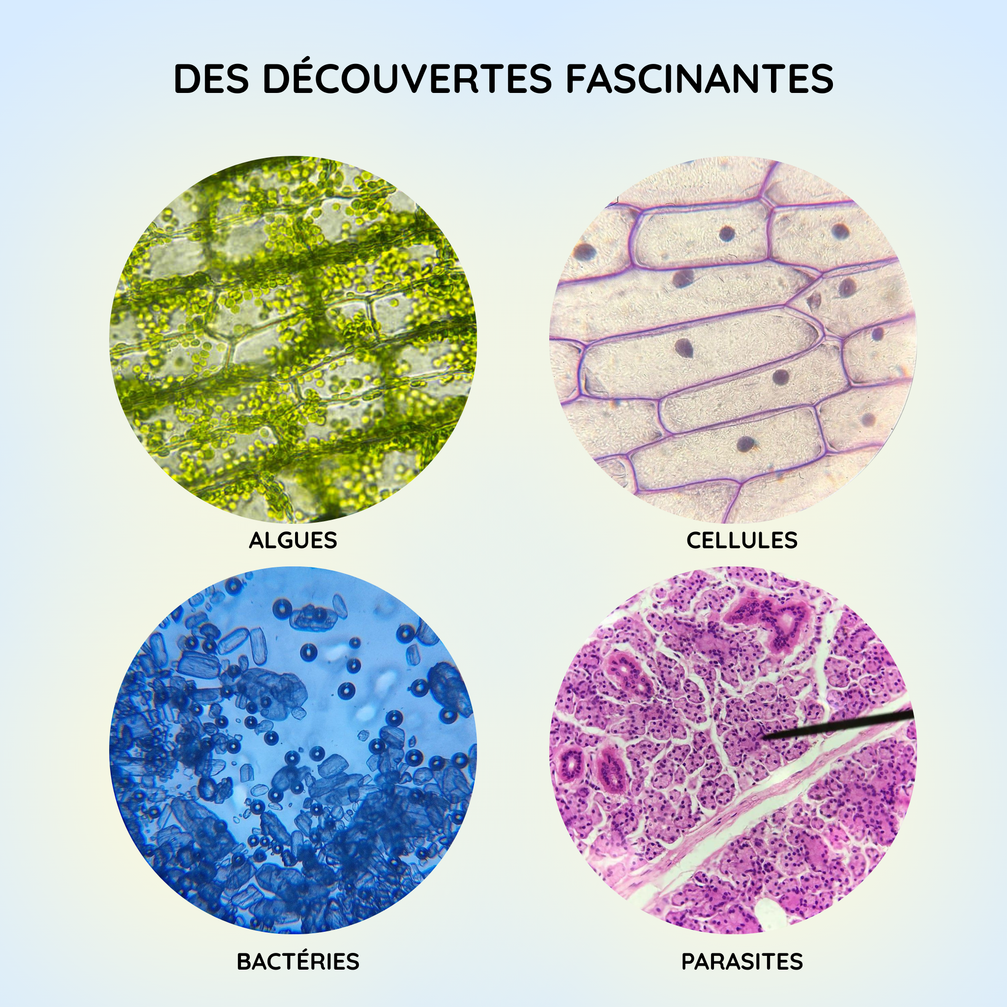 Microscope binoculaire HD – Explorer l’infiniment petit